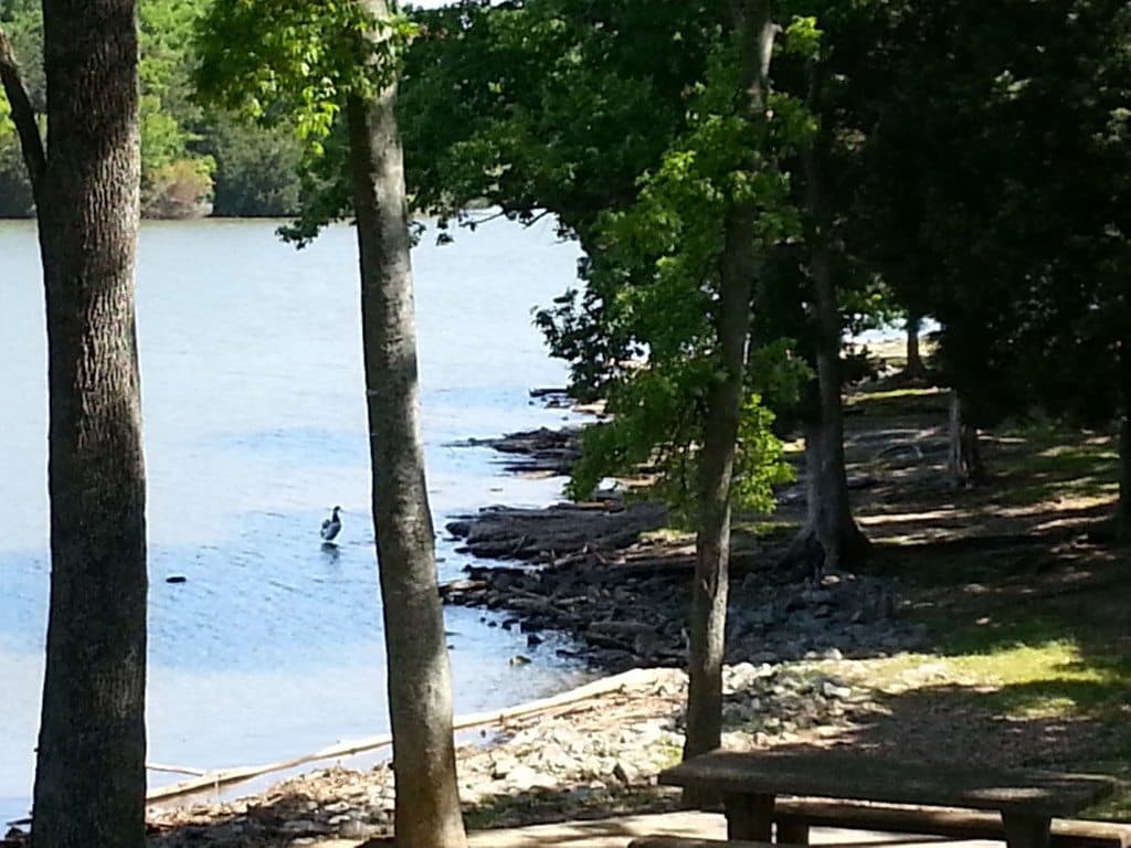 Shutes Branch Recreation Area lake front view