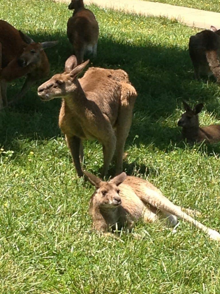 Two kangaroos lying in the grass at Kentucky Down Under