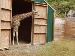 Harmony Safari Park - Giraffe