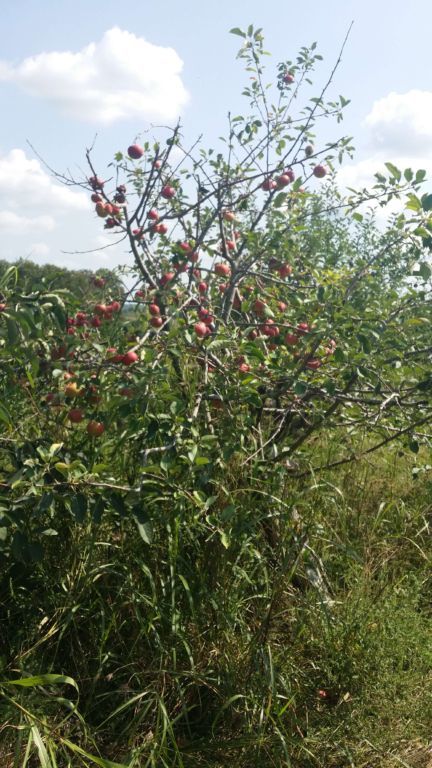 Pratt's Orchard - apples on a tree