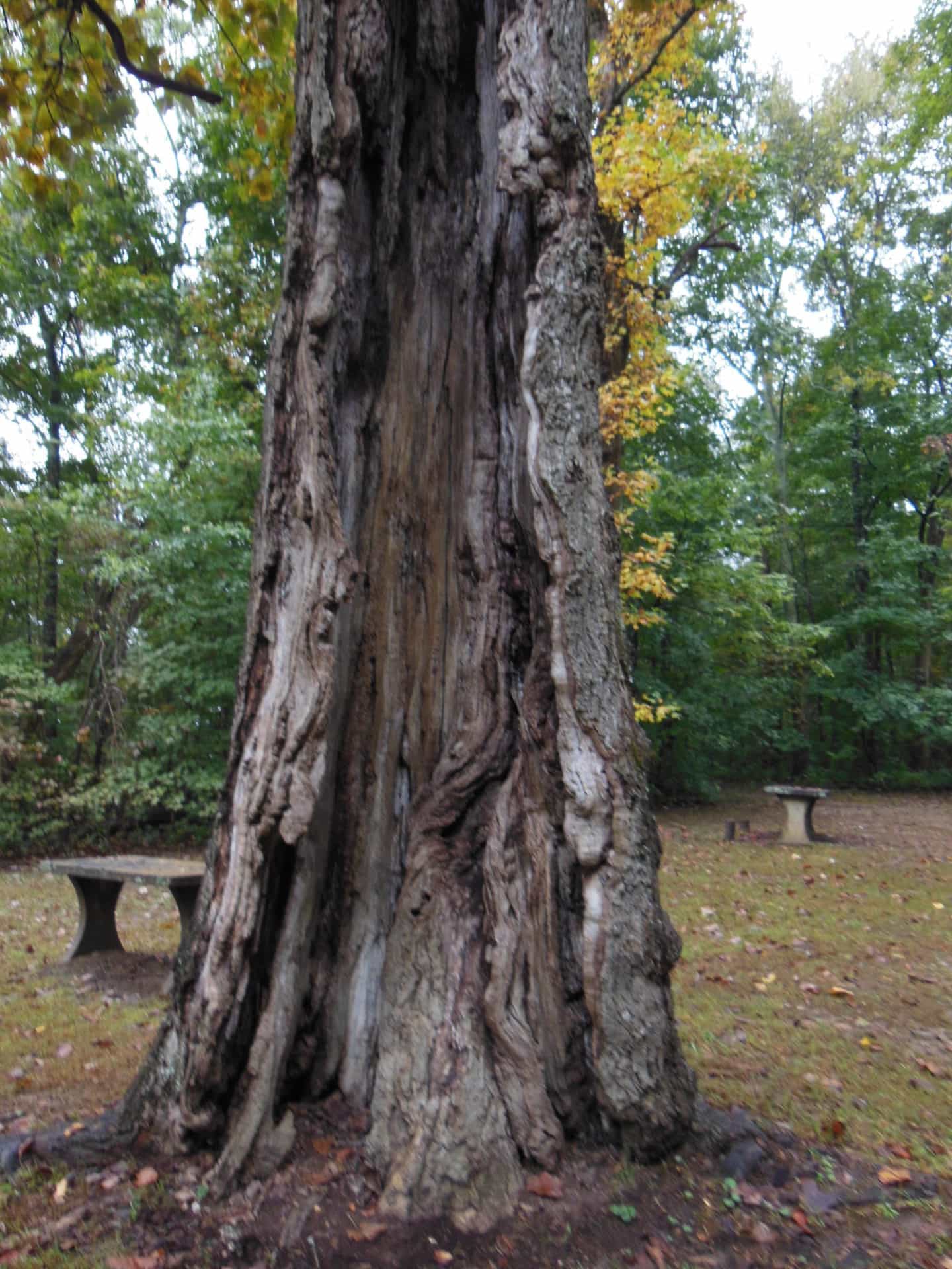 Monte Sano State Park - Giant Tree