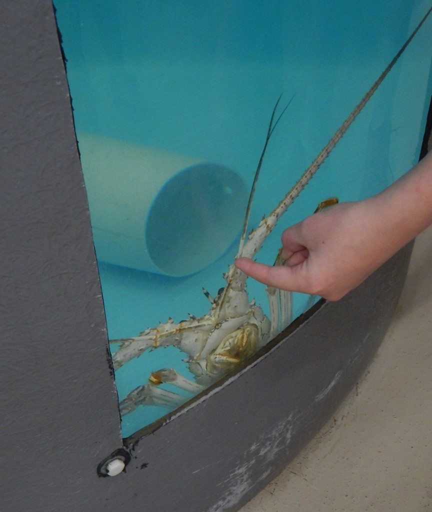 Aquarium Restaurant - lobster in the quarantine tank