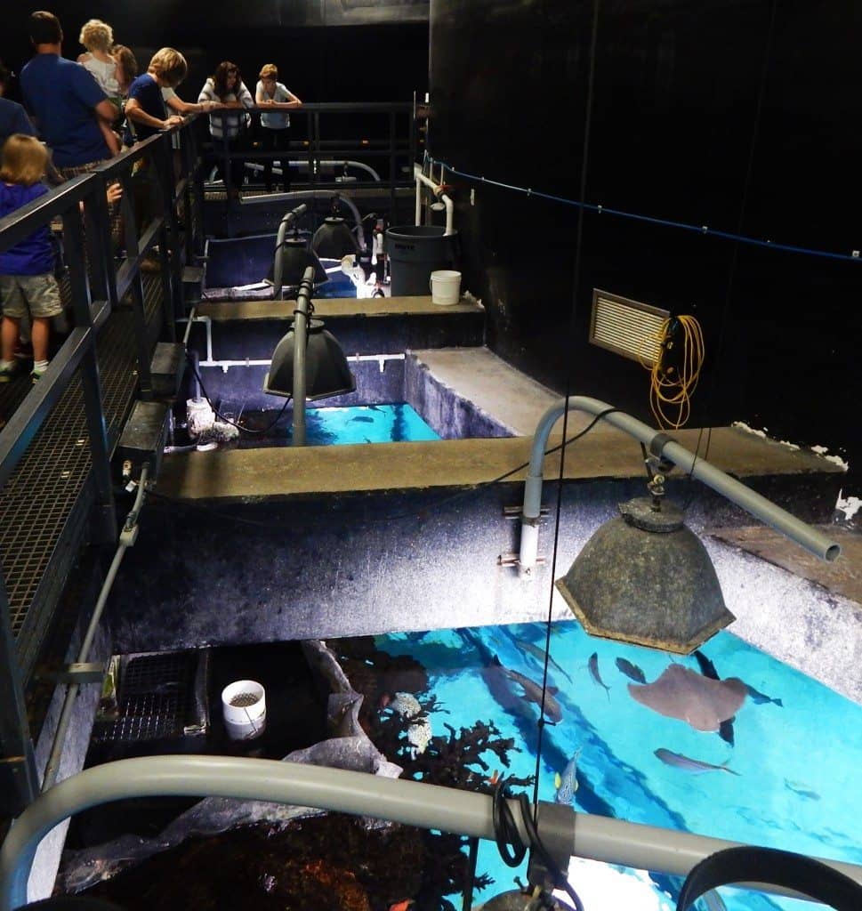 Aquarium Restaurant - tanks from above on the catwalk