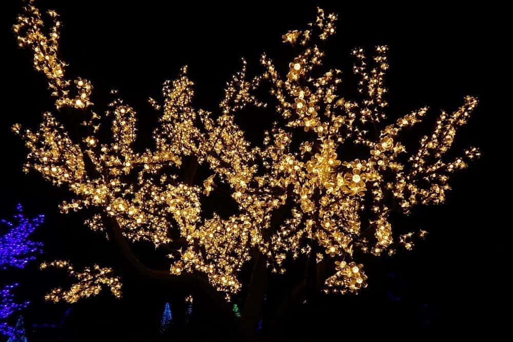 Holiday Lights at Cheekwood Botanical Garden - 2015 - tree lights close up