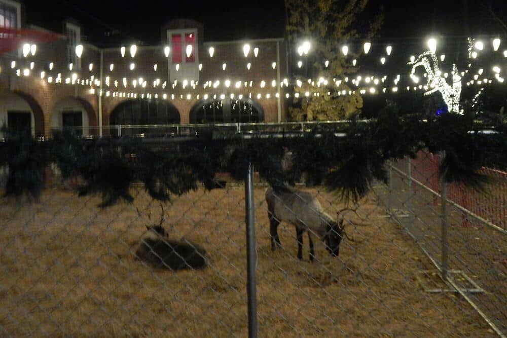 Holiday Lights at Cheekwood Botanical Garden - 2015 - real Christmas reindeer
