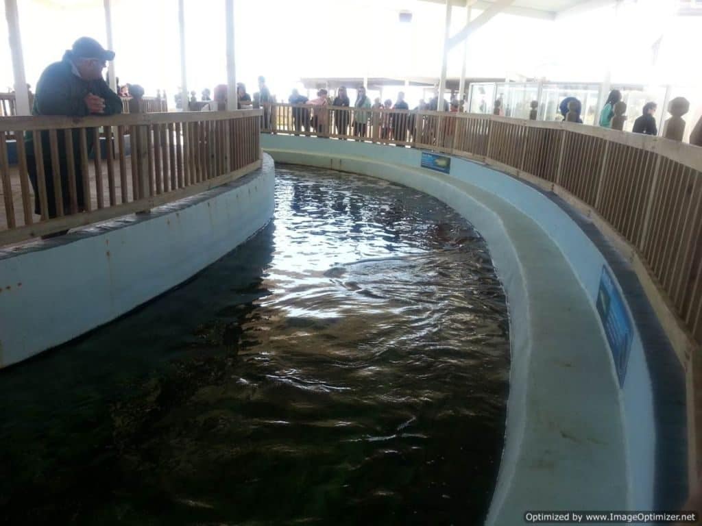 Gulfarium Marine Adventure Park shark pool