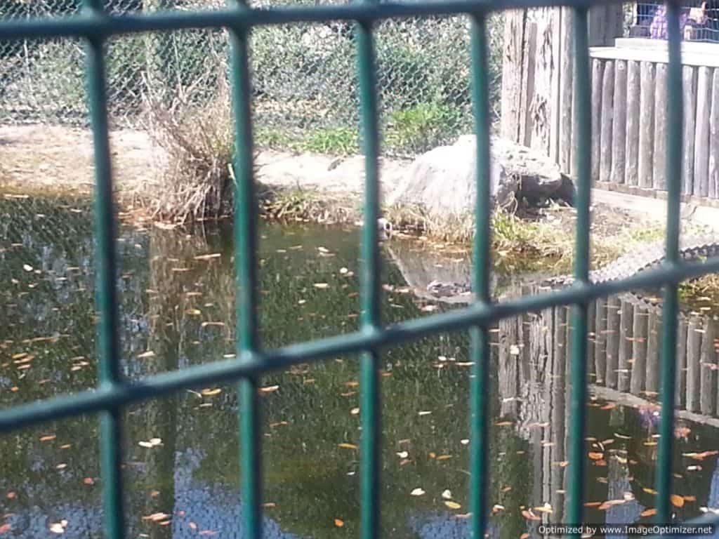 Gulfarium Marine Adventure Park gators