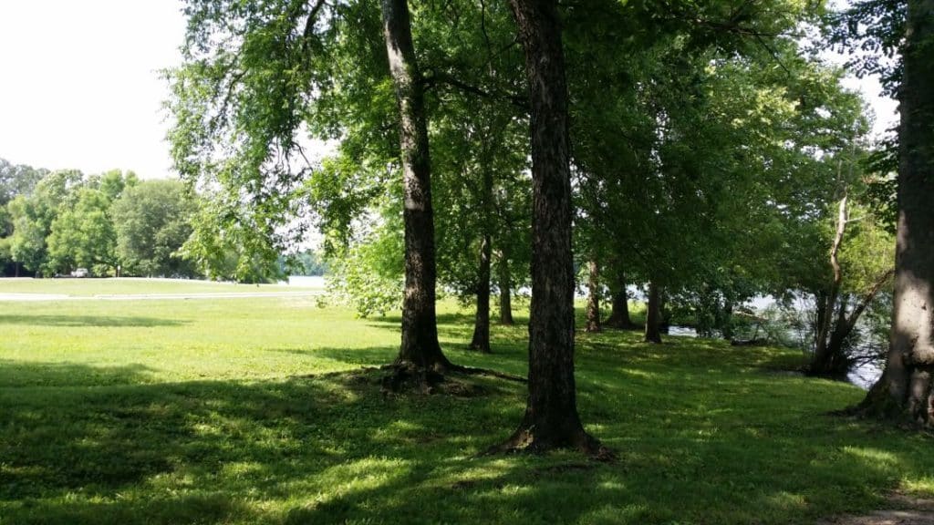 Jefferson Springs Recreation Area trees 3
