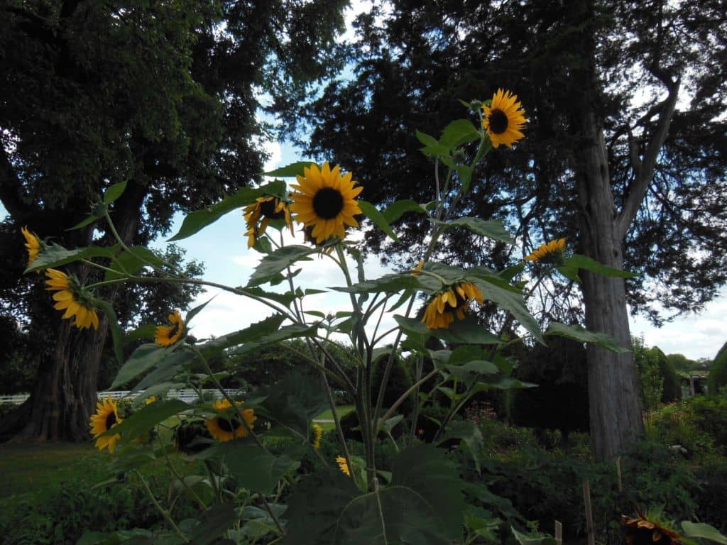 Carnton Plantation garden sunflowers