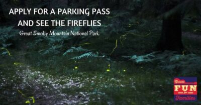 See the Fireflies this Summer in the Great Smoky Mountains