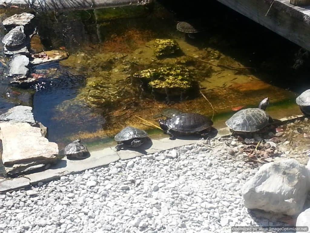 Gulfarium Marine Adventure Park turtles