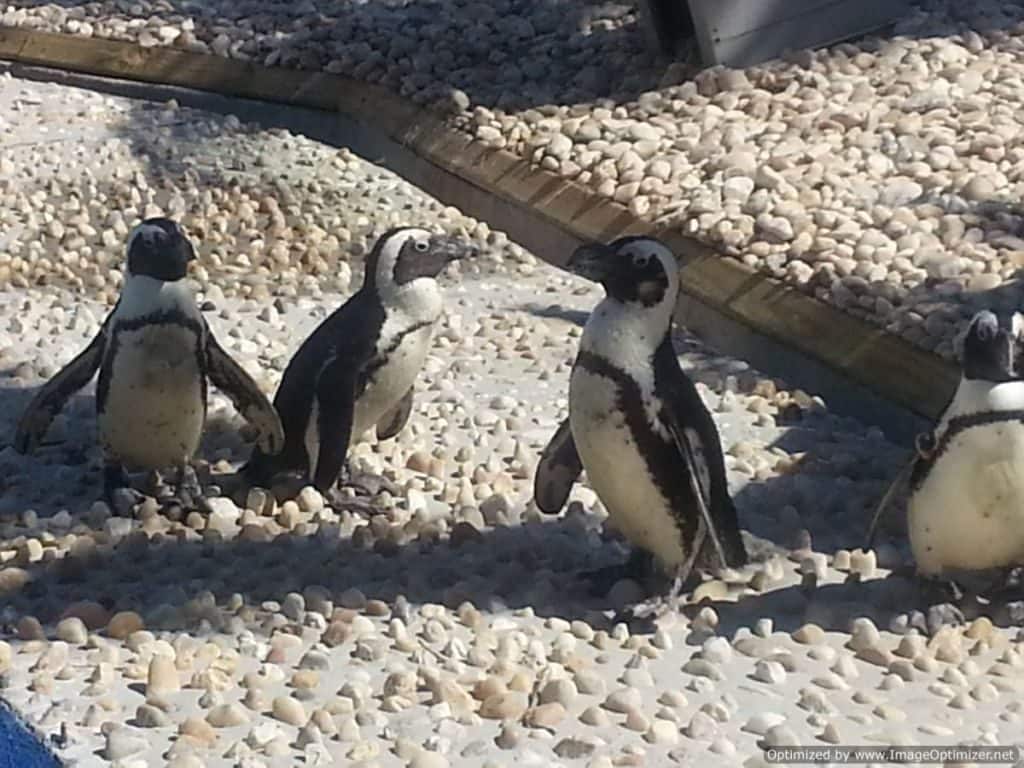 Gulfarium Marine Adventure Park penguins