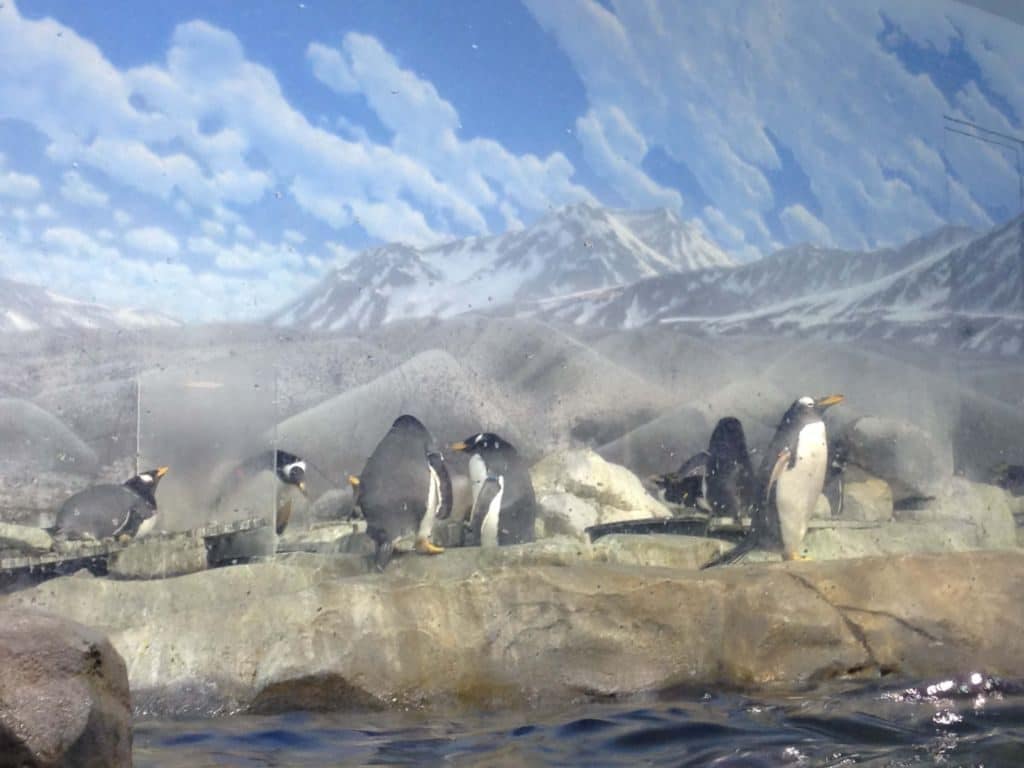 Tennessee State Aquarium Penguins