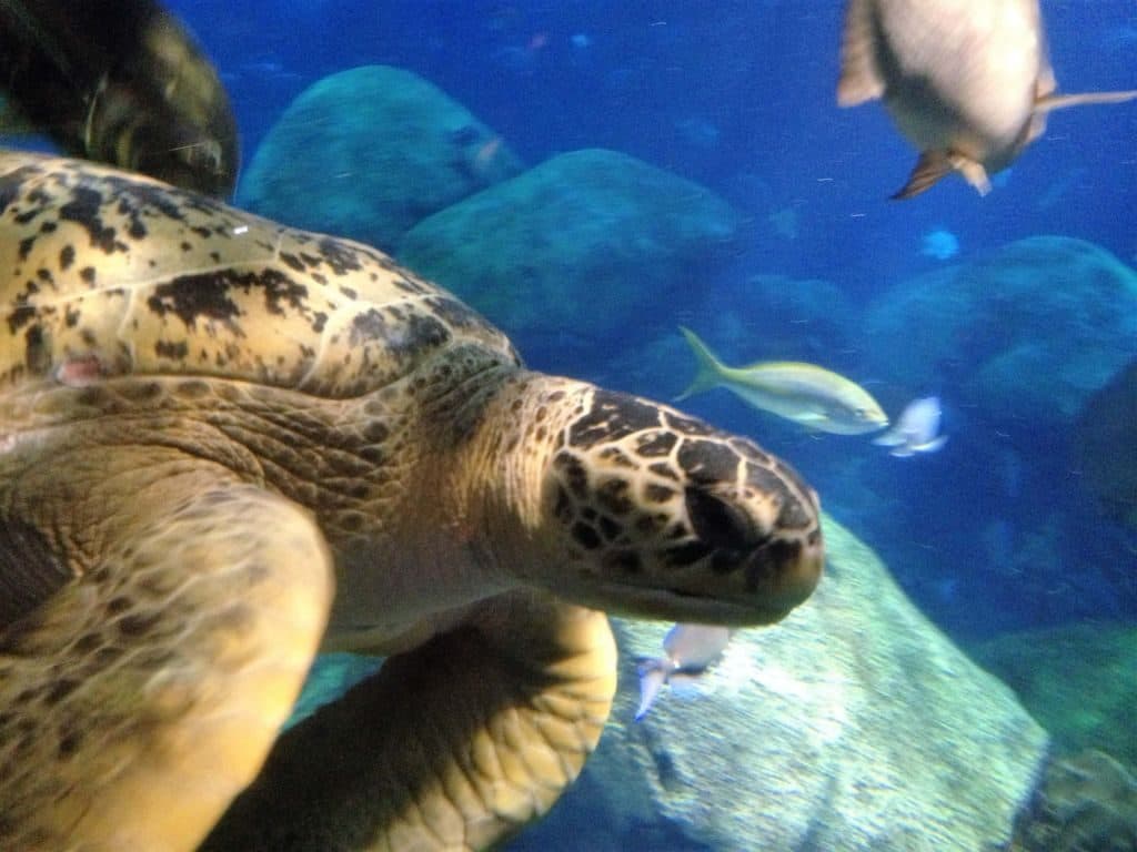 Tennessee State Aquarium Sea Turtle