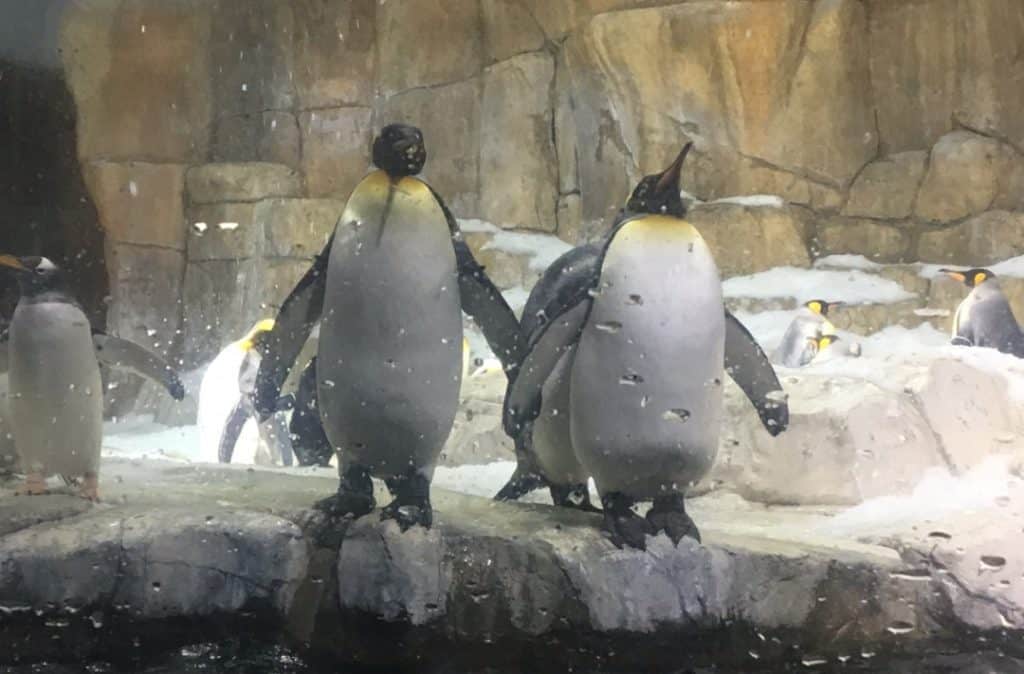 In Awe of the Black Hills - Penguins at the Henry Doorly Zoo
