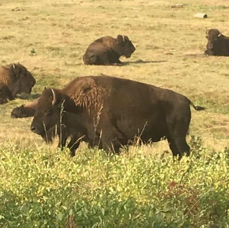 In Awe of the Black Hills - Bison in Custer State Park