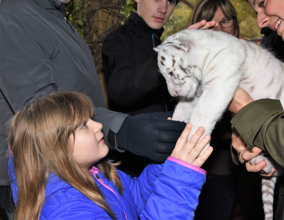 My daughter in a blue coat meeting a baby white tiger at Myrtle Beach Safari