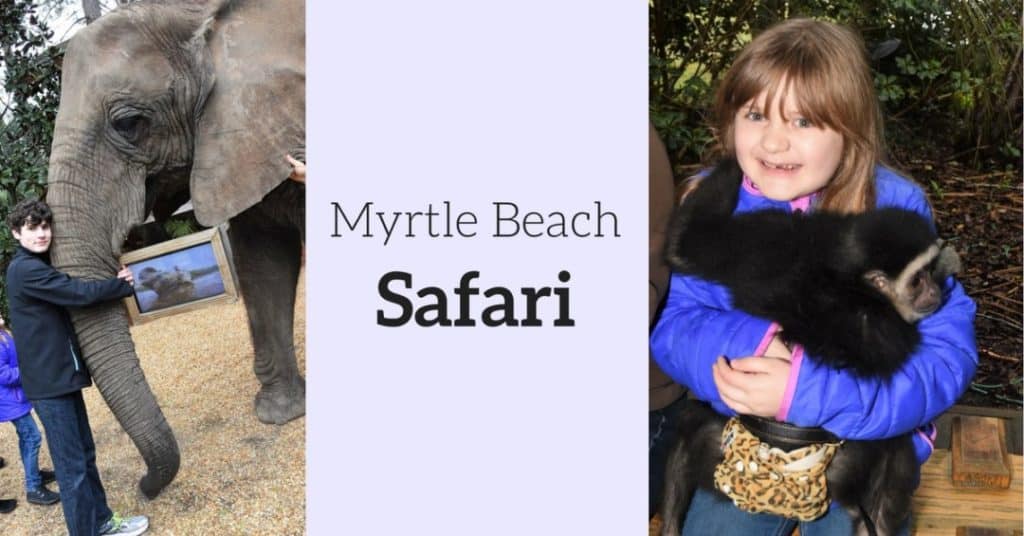 myrtle beach safari kosten
