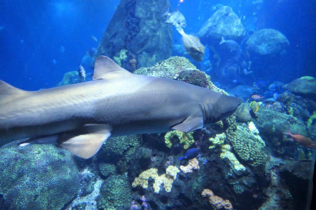 Tennessee Aquarium - shark in the Ocean Journey