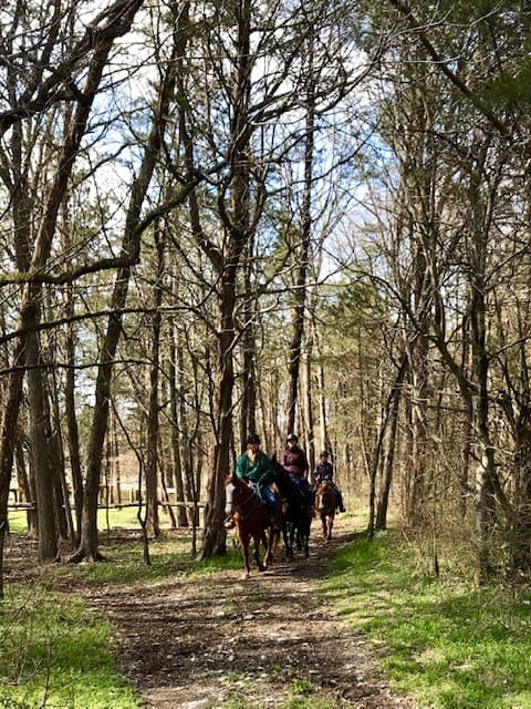 Three riders and horses in the woods on a trail ride
