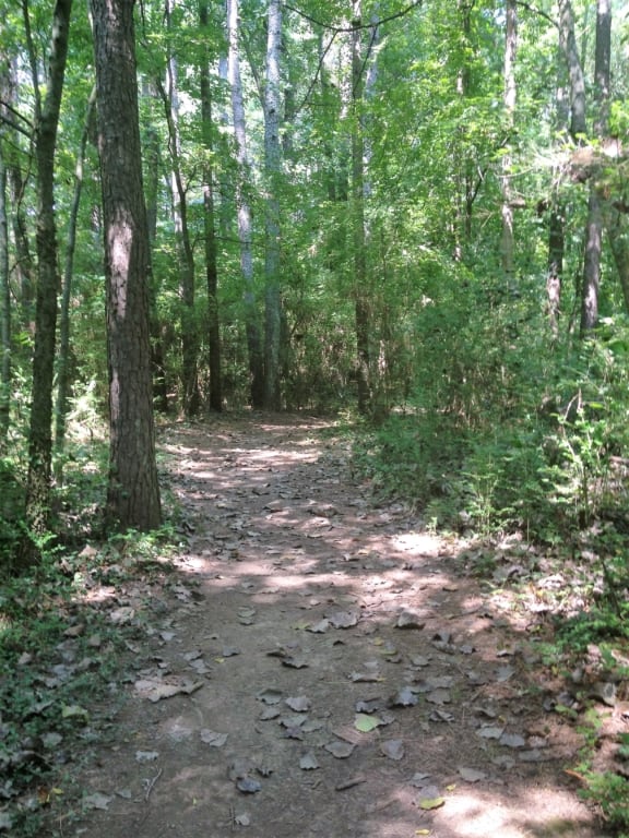 Old Hickory Trail - dirt trail shaded by trees on the Woodland Loop
