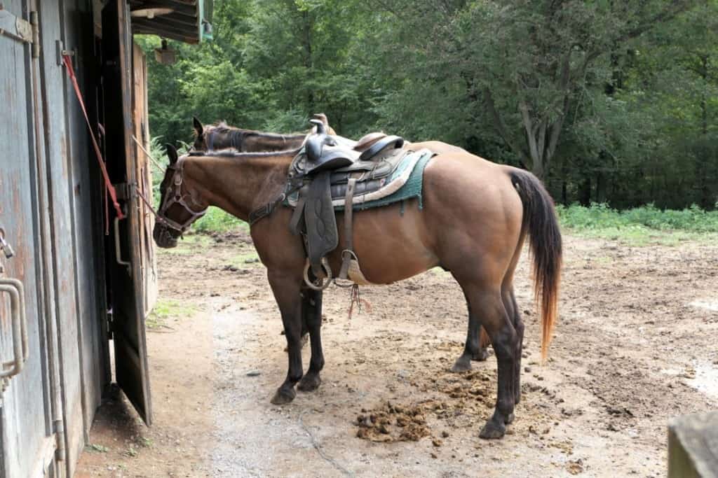 Horses with saddles ready for a trail ride at Kentucky Dam Village State Park.
