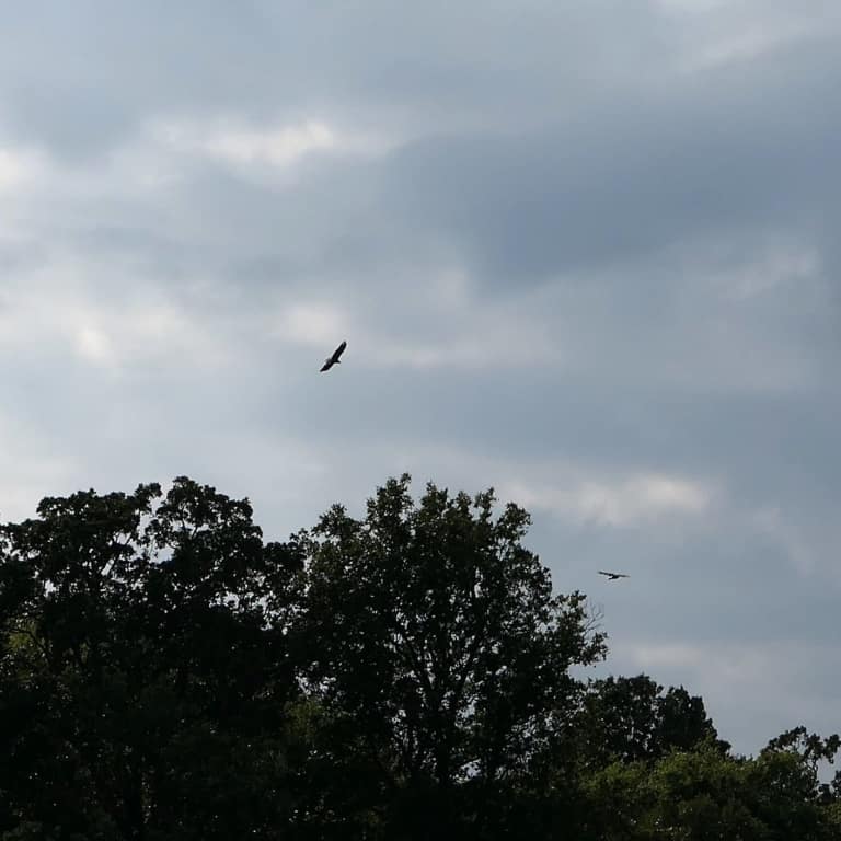 Two Eagles flying over Kentucky Lake