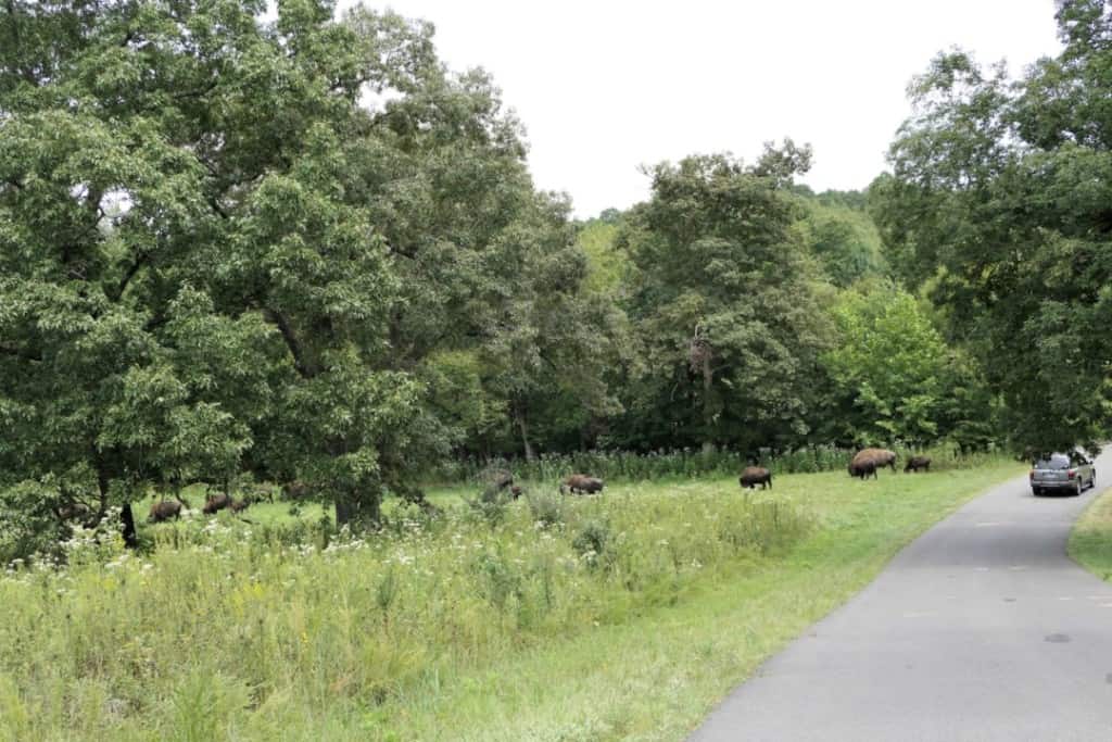 A car on a road with buffalo within 15 feet on the left side grazing on grass