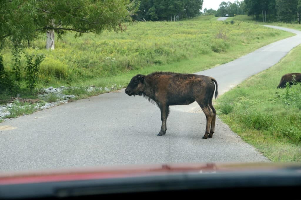 A buffalo calf crossing the road in front of our car in the Elk and Buffalo Prairie in the Land between the Lakes