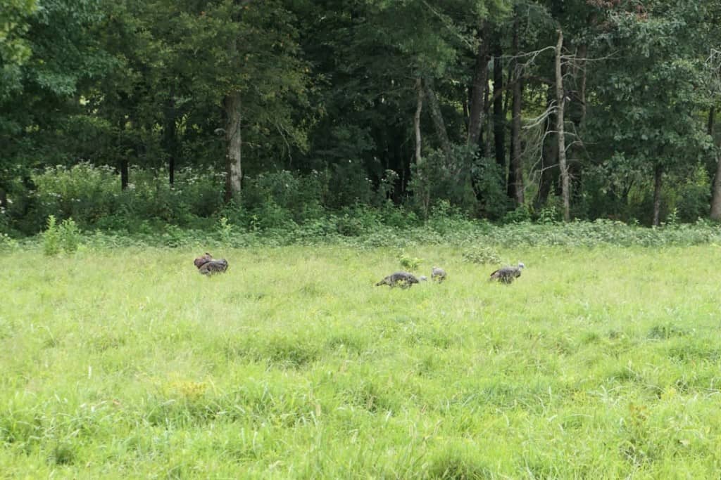 Four large turkey in tall grass by a line of trees in the Elk and Buffalo Prairie in the Land between the Lakes