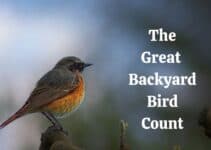 2024 Great Backyard Bird Count