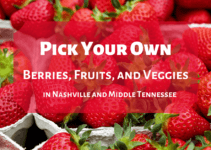 Pick Your Own Berries, Fruits and Veggies in Nashville and Middle TN