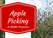 Apple Picking in Middle Tennessee
