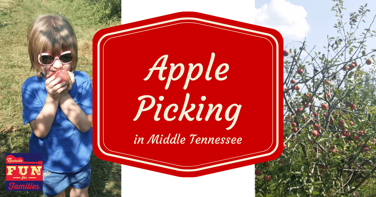 Apple Picking in Middle Tennessee